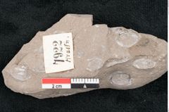 Foto (Detailansicht) von Cyclas sp. (NHMW-GEO-2024-0188-7922)